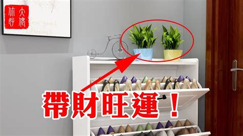 鞋櫃上可以放什麼植物